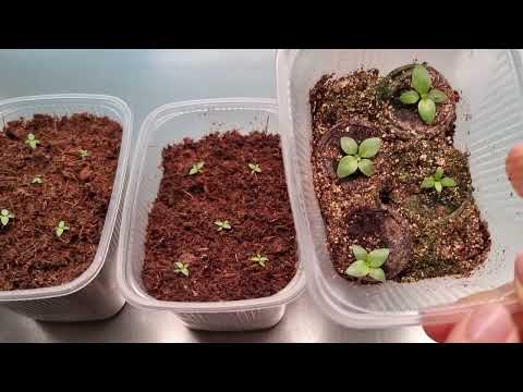 Видео: ЭУСТОМА месяц после всходов. Что нужно для хорошего роста
