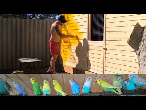 Видео: 25 сентября 2025 г. Попугаи/голуби/голубятня