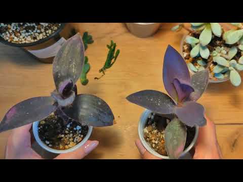 Видео: Снова новинки 🌿 #succulent #tradescantia #ficusplant #begonia #peperomia #urbanjungle #plants
