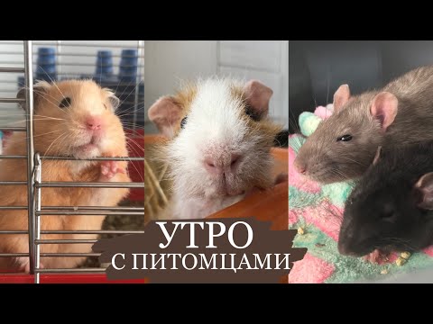 Видео: моё утро с питомцами| утро с морскими свинками,хомяком и крысами| СВИНКИ с МОРЯ