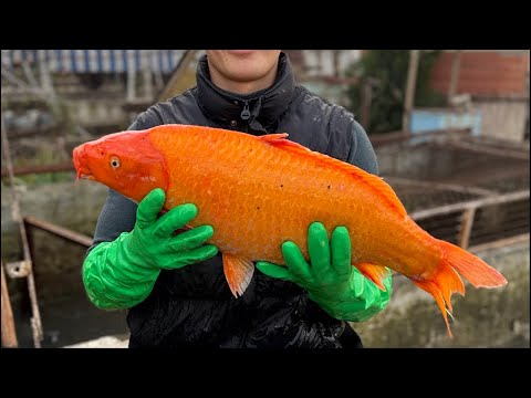 Видео: Star_fishss в прямом эфире! world fish 🐟🌍🇺🇿🌏🌏🌏