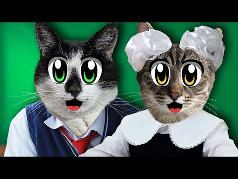 Видео: ШКОЛА КОТОВ: 1 СЕНТЯБРЯ! КОТИКИ идут СНОВА в ШКОЛУ ! НИНДЗЯ ЧЕЛЛЕНДЖ для КОТОВ! КТО БУДЕТ ПОСЛЕДНИЙ?