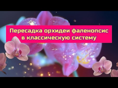 Видео: Пересадка орхидеи фаленопсис Nadion в классическую систему на фитиль после горшка из магазина 