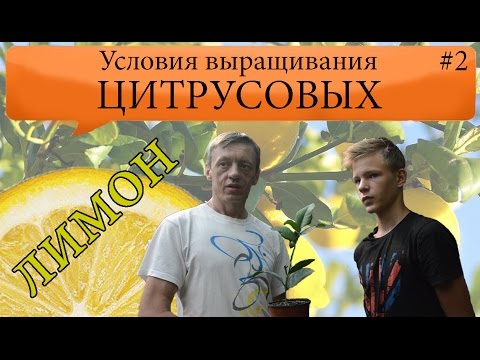 Видео: Как вырастить лимон в домашних условиях.