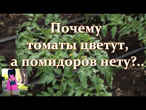 Видео: Плохо завязываются томаты. Сделайте это и томаты будут вязаться как бешеные и вмиг заплодоносят!