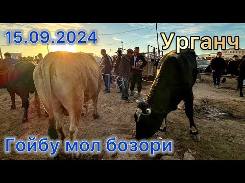 Видео: ГОЙБУ МОЛ БОЗОРИ.15.09.2024.УрганчALIXON в прямом эфире!