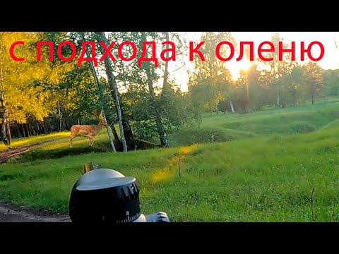 Видео: Охота с подхода на оленя с Sytong LM02 25 LRF и обзор прицела
