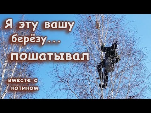 Видео: Барон... и очень неприятная берёза