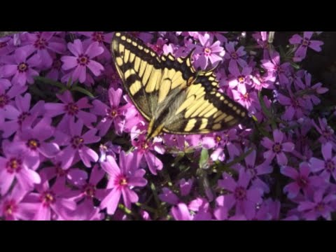 Видео: Черенкование. Флокс шиловидный и гвоздика Шабо. Обзор цветения лобелии.