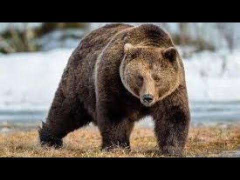 Видео: Как бурый медведь выживает на крутых горных склонах