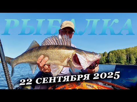 Видео: Толпы сытых СУДАКОВ! Кидай кидай, их тут много)))