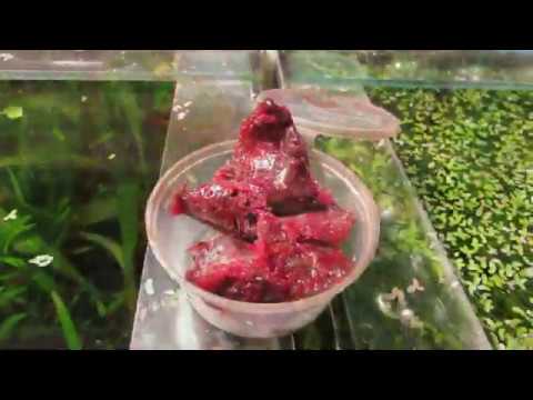 Видео: О корме для рыб. Мотыль + Коретра + Вода. Коппенс.