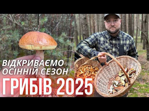 Видео: Грибна осінь стартувала 🍄 Білі, лисички, польські