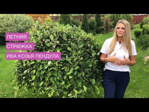 Видео: Очень нужная летняя обрезка ивы козьей ПЕНДУЛА 👌чистка кроны и свежая форма