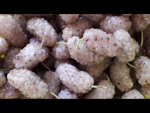 Видео: ВАРЕНЬЕ ИЗ ШЕЛКОВИЦЫ !  (ТУТОВОЕ ВАРЕНЬЕ) ОЧЕНЬ ВКУСНОЕ ВАРЕНЬЕ !