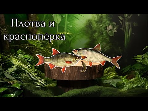 Видео: Килограммовая плотва и краснопёрка / Озеро / Русская рыбалка 3