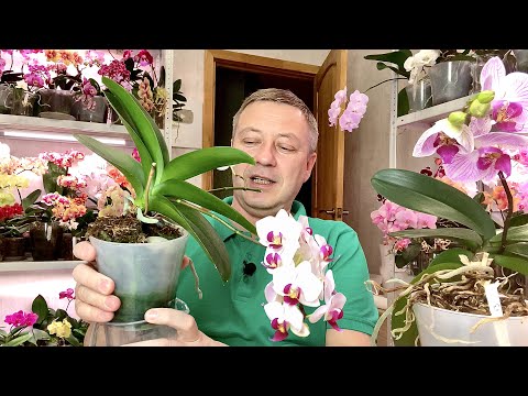 Видео: удобрения орхидеям НЕ НУЖНЫ а блогеры и продавцы орхидей ВРУТ?  орхидеи без химии и с ней