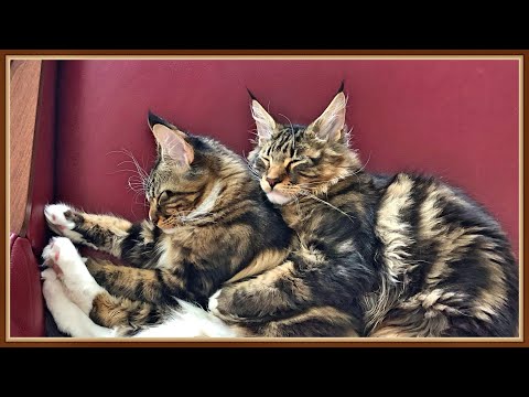 Видео: Котята мейн куны, 1 серия. Котята прилетели в Прагу, едем забирать!