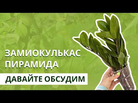 Видео: Замиокулькас пирамида