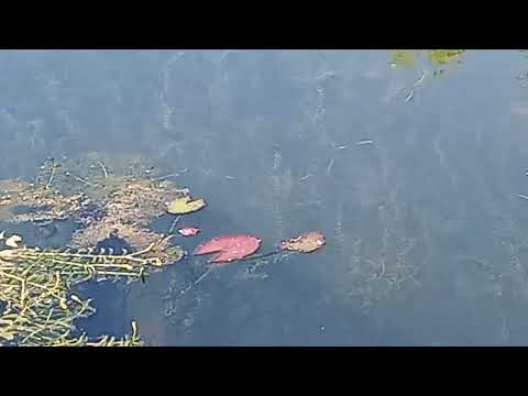 Видео: Пруд июль 2025, два года спустя