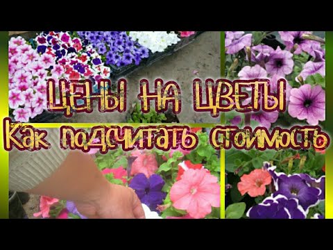 Видео: Чего и сколько стоит купить у нас. Цены на рассаду цветов в цветочном деле.