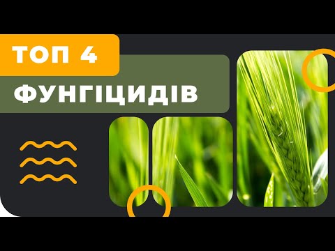 Видео: ♥️Топ 4 фунгіцидів на Т1 зернових (фаза кущення)🌾🌾🌾