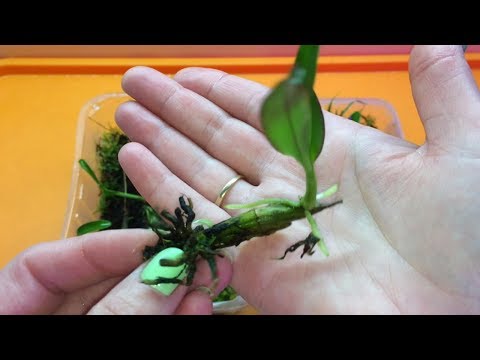 Видео: РАЗМНОЖЕНИЕ ДЕНДРОБИУМА НОБИЛЕ часть 4. Пересадка деток дендробиума в домашних условиях в грунт.