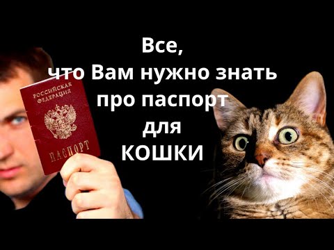 Видео: Всё, что вам нужно знать про паспорт для кошки.