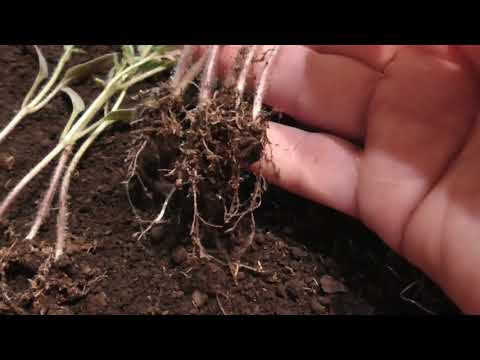 Видео: Такие корни у рассады томатов мне не нравятся! Выбрасываю! Ольга Чернова.