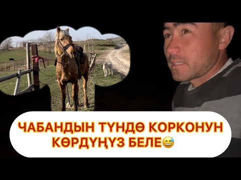 Видео: Чабан эчкилерин жоготту