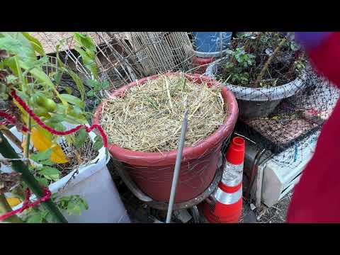 Видео: Посадка чеснока //Часть 2//В моем контейнерном огороде