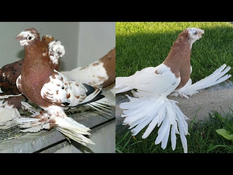 Видео: Сезон удался, молодежь этого года. Двухчубые голуби. Tauben. Pigeons. Palomas. Pombos. الحمام