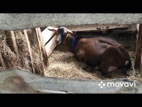 Видео: Парез у коз. Лечение пареза, симптомы.
