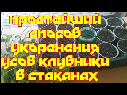 Видео: «Укореняем усы земклуники Купчиха:(Самый простой способ)».