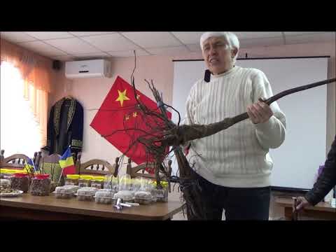 Видео: Семинар по ореховодству. Однолетка или двухлетка. Февраль 2018