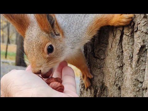 Видео: Не особо голодные белки.