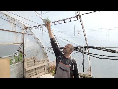 Видео: БЪЛГАРСКАТА ГРАДИНАРСКА ТРАДИЦИЯ част 22