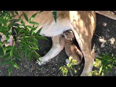 Видео: Львица Тэя впервые вынесла малышку львичку на улицу!