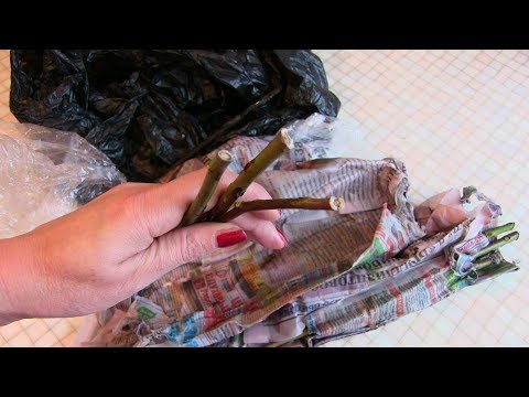 Видео: Необычный способ размножения роз методом буррито. Результат.