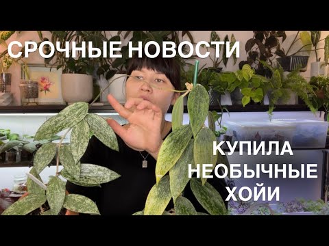 Видео: ХОЙИ С НЕОБЫЧНЫМ ЗАГАРОМ