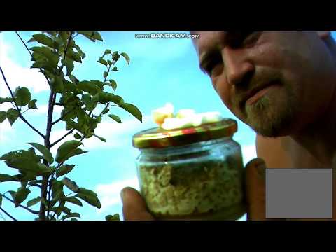 Видео: Как посадить трюфель под плодовые деревья.