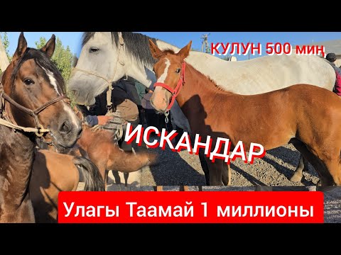 Видео: Ноокат   500 миңге Кулун  Сатылды  Мындай болгон эмес пай пай пай 