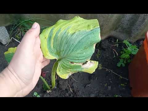 Видео: Часть1. Хосты для Вас🪴🙂. Предложение для продажи🌺🌱
