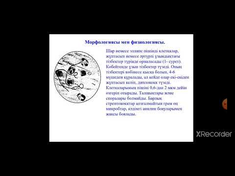 Видео: Кокктар. Анаэробтар