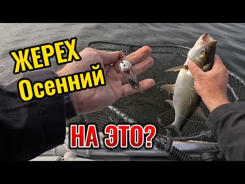Видео: ЛОВЛЯ ЖЕРЕХА ОСЕНЬЮ! Тестирую тейлспиннер, кастмастер и блесну