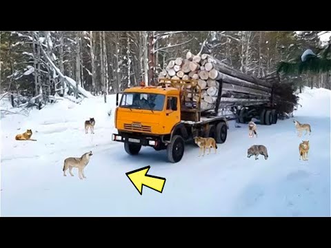 Видео: Увидев вокруг себя волков, водитель не знал, что делать. Вожак стаи его шокировал!