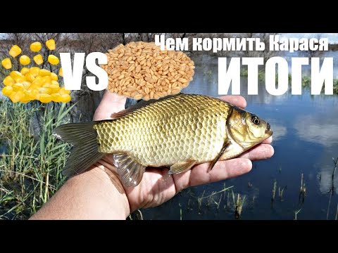Видео: ИТОГИ. Чем лучше  кормить карася в пруду. Выбор лучшей прикормки и насадки для рыбалки.