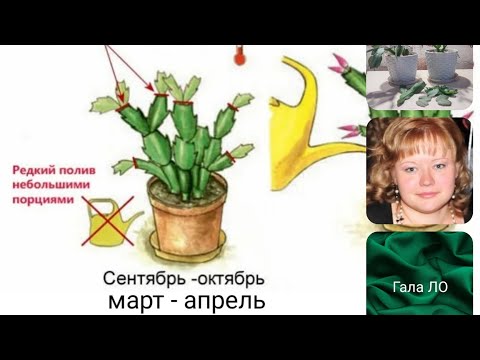 Видео: Формирование зигокактуса или шлюмбергера ( декабриста).