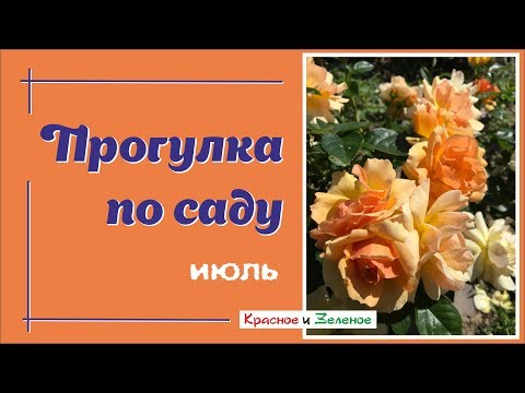 Видео: Мой сад в июле. Розы и не только.