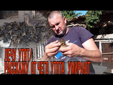 Видео: Почему утята падают на ноги/Почему утята умирают/Причины и Лечение.